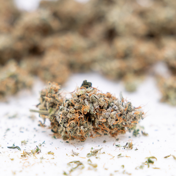 Gush Mintz Samonakvétací (Zamnesia Seeds) feminizovaná