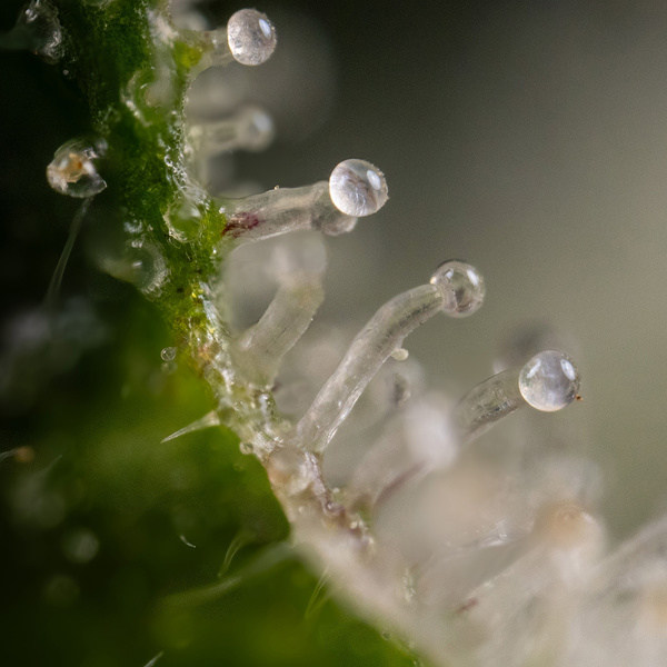 Gush Mintz Samonakvétací (Zamnesia Seeds) feminizovaná