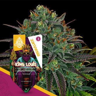 King Louis (Zamnesia Seeds) feminizovaná