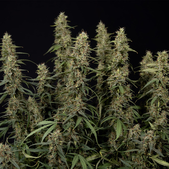 King Louis Samonakvétací (Zamnesia Seeds) feminizovaná