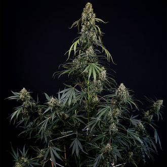 King Louis Samonakvétací (Zamnesia Seeds) feminizovaná