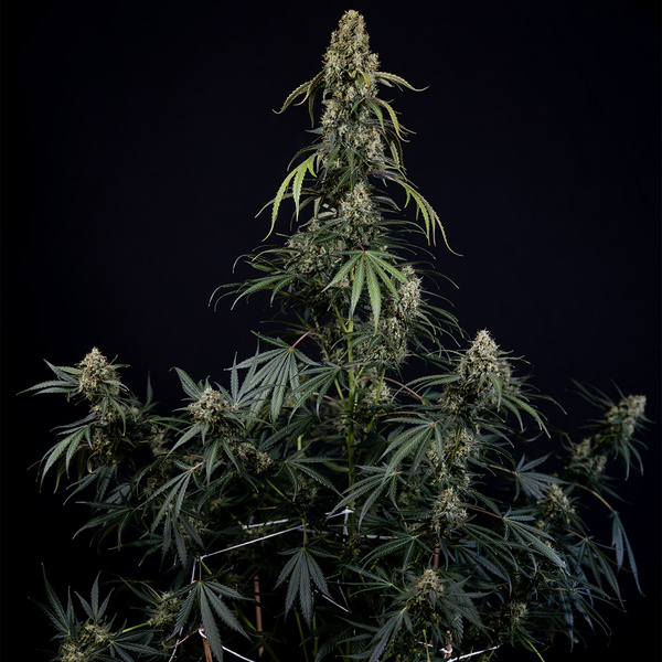 King Louis Samonakvétací (Zamnesia Seeds) feminizovaná