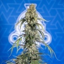 King Louis Samonakvétací (Zamnesia Seeds) feminizovaná