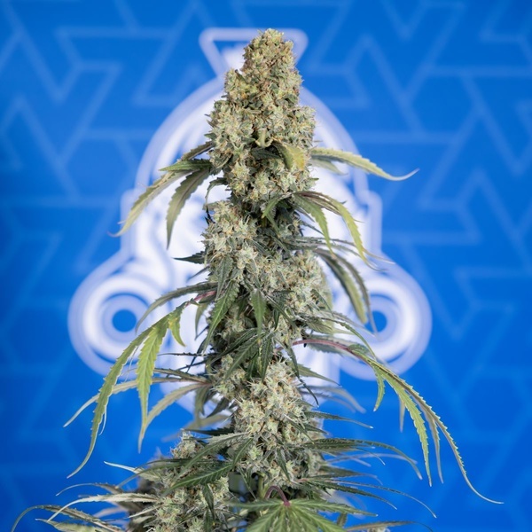 King Louis Samonakvétací (Zamnesia Seeds) feminizovaná