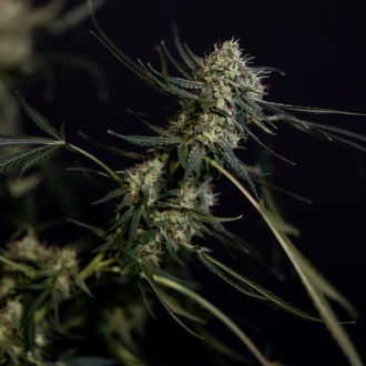 King Louis Samonakvétací (Zamnesia Seeds) feminizovaná