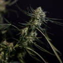 King Louis Samonakvétací (Zamnesia Seeds) feminizovaná