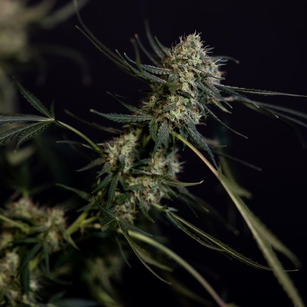 King Louis Samonakvétací (Zamnesia Seeds) feminizovaná