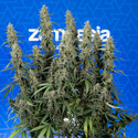 King Louis Samonakvétací (Zamnesia Seeds) feminizovaná