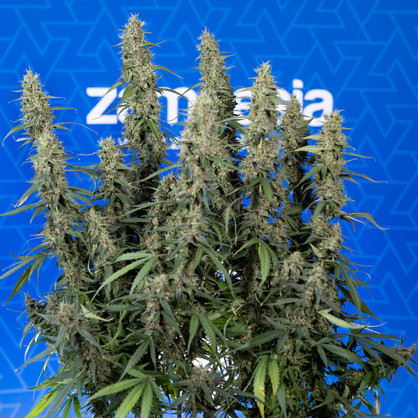 King Louis Samonakvétací (Zamnesia Seeds) feminizovaná