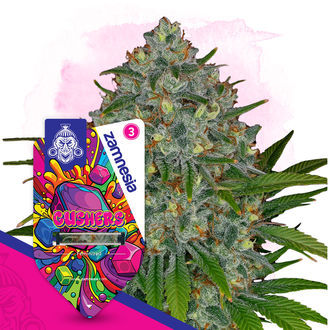 Gushers (Zamnesia Seeds) feminizovan&eacute;