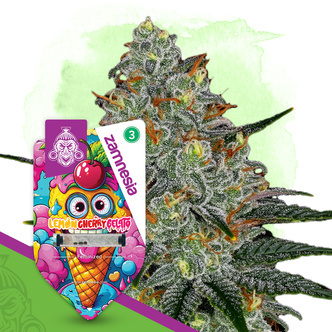 Lemon Cherry Gelato (Zamnesia Seeds) feminizovan&aacute;