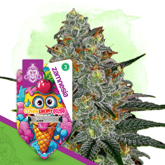 Lemon Cherry Gelato (Zamnesia Seeds) feminizovan&aacute;