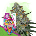Lemon Cherry Gelato (Zamnesia Seeds) feminizovaná