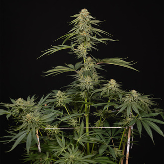 Lemon Cherry Gelato (Zamnesia Seeds) feminizovaná