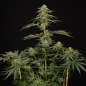 Lemon Cherry Gelato (Zamnesia Seeds) feminizovaná