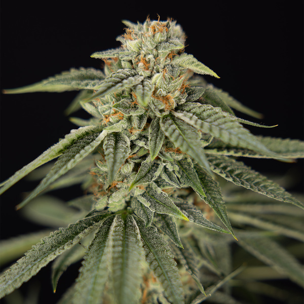 Lemon Cherry Gelato (Zamnesia Seeds) feminizovaná