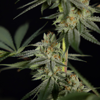 Lemon Cherry Gelato (Zamnesia Seeds) feminizovaná