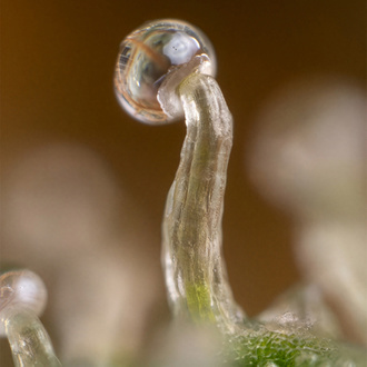 Lemon Cherry Gelato (Zamnesia Seeds) feminizovaná