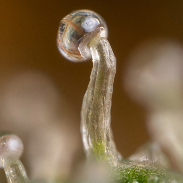 Lemon Cherry Gelato (Zamnesia Seeds) feminizovaná