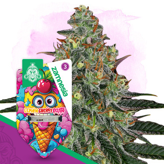 Lemon Cherry Gelato Samonakv&eacute;tac&iacute; (Zamnesia Seeds) feminizovan&aacute;