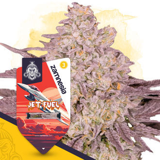 Jet Fuel (Zamnesia Seeds) feminizovan&eacute;