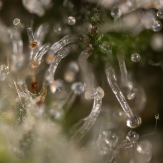 Jet Fuel (Zamnesia Seeds) feminizované