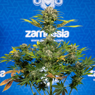 Jet Fuel (Zamnesia Seeds) feminizované