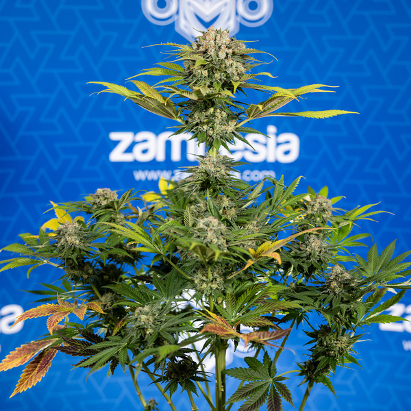 Jet Fuel (Zamnesia Seeds) feminizované