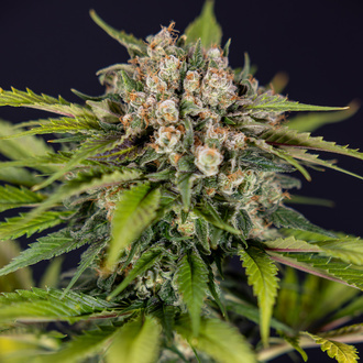 Jet Fuel (Zamnesia Seeds) feminizované