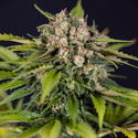 Jet Fuel (Zamnesia Seeds) feminizované