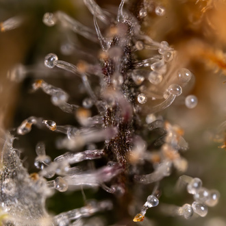 Jet Fuel (Zamnesia Seeds) feminizované