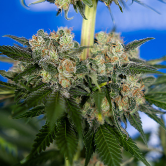 Jet Fuel (Zamnesia Seeds) feminizované