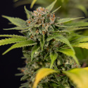 Jet Fuel (Zamnesia Seeds) feminizované