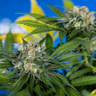 Jet Fuel (Zamnesia Seeds) feminizované
