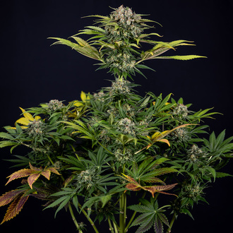 Jet Fuel (Zamnesia Seeds) feminizované