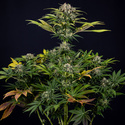 Jet Fuel (Zamnesia Seeds) feminizované