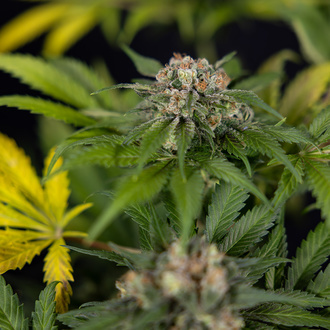 Jet Fuel (Zamnesia Seeds) feminizované