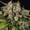 Jet Fuel (Zamnesia Seeds) feminizované