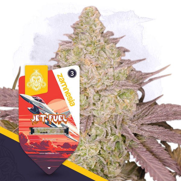 Jet Fuel Samonakvétací (Zamnesia Seeds) feminizovaná