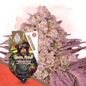Grease Monkey (Zamnesia Seeds) feminizovaná
