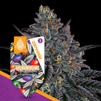 White Runtz (Zamnesia Seeds) feminizovan&aacute;
