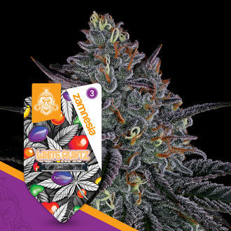 White Runtz (Zamnesia Seeds) feminizovaná