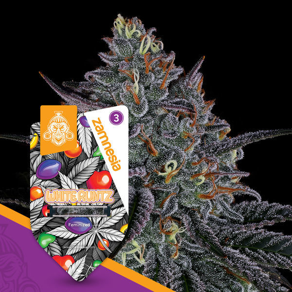 White Runtz (Zamnesia Seeds) feminizovaná