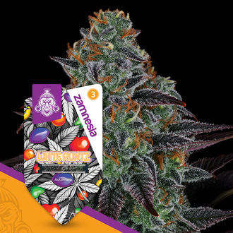 White Runtz Samonakv&eacute;tac&iacute; (Zamnesia Seeds) feminizovan&aacute;