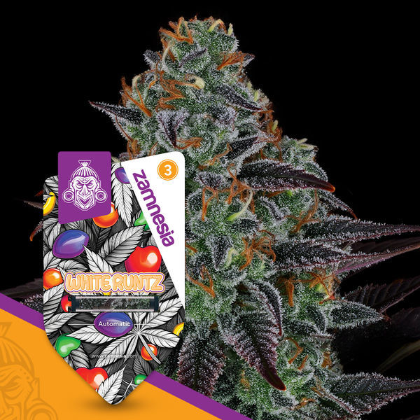 White Runtz Samonakvétací (Zamnesia Seeds) feminizovaná