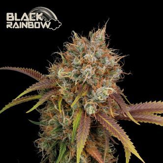 Black Rainbow (Seedstockers) feminizovan&aacute;