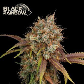 Black Rainbow (Seedstockers) feminizovan&aacute;