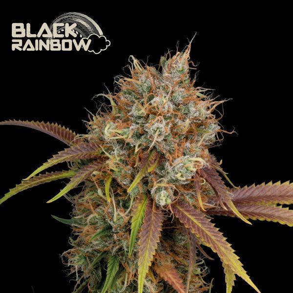 Black Rainbow (Seedstockers) feminizovaná