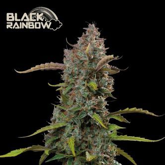 Black Rainbow Auto (Seedstockers) feminizovan&aacute;