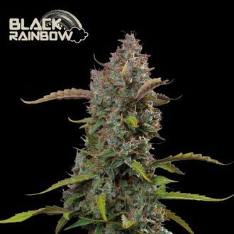 Black Rainbow Auto (Seedstockers) feminizovan&aacute;